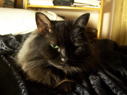 naamahdarling:It’s the four-year anniversary of losing my cockeyed little goblin Tazendra aka 