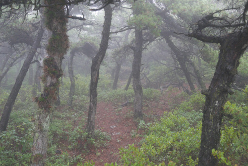 Sams Point in the Fog by WhatsAllThisThen