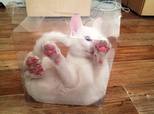 theadventuresofmichaelpawlak:If you just had a clear box, you’d know that Schrodinger’s cat is alive