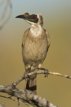 emuwren:  The Silver-crowned Friarbird - Philemon argenticeps, is found in open tropical forests and woodlands in far northern Australia. Photo by Rob Drumond. 