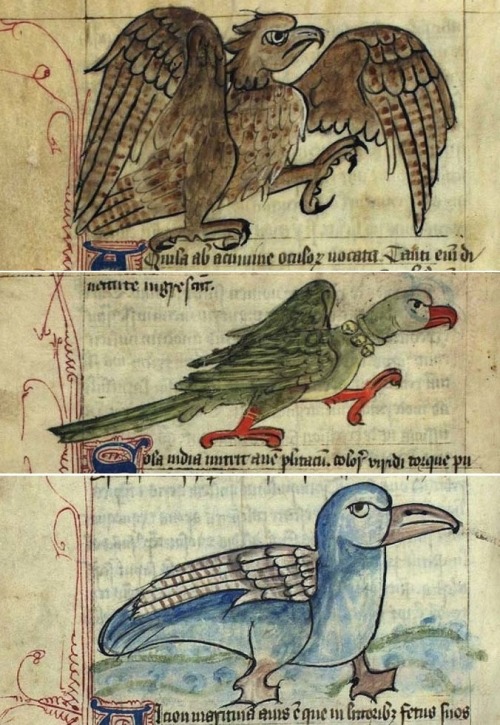 angry birds(aquila/eagle, psitacus/parrot, alcion/kingfisher)Bestiary, England 15th century.Københav