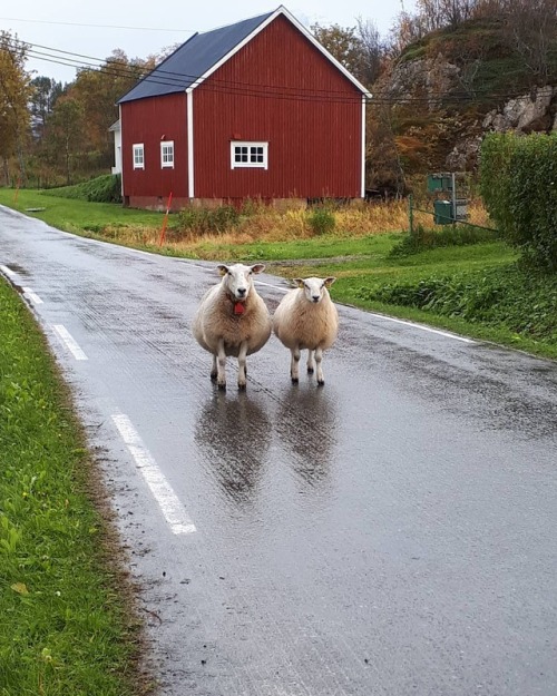 These two #sheep #northernnorway #nordnorge #norwegen #norge #norway #sauer #countrylife #islandlife