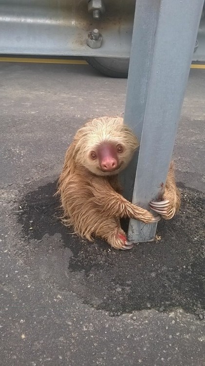 conflictingheart:  Sloth Stuck on a Busy HighwayA transit police officer was patrolling an Ecuadorian highway when he noticed something unusual on the side of the road: a sloth clinging to a guard rail. The adorable animal had failed to cross the busy