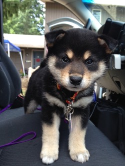 terracepets:  Say hi to our big surprise!   Tangaroa aka Tang the baby Shiba Inu 