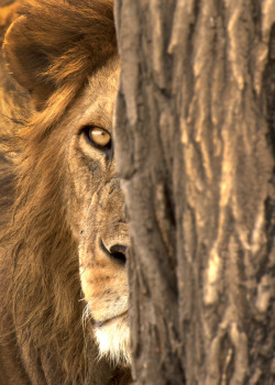 llbwwb:   (via The king is watching by Yoel Schlaen / 500px)   So me..