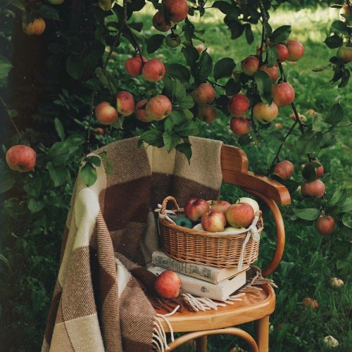 apple picking