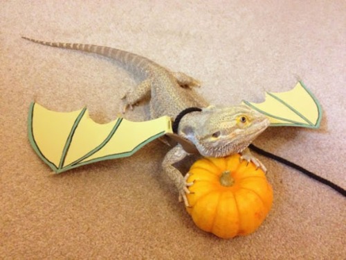 Let&rsquo;s take a moment to appreciate these well dressed bearded dragons.