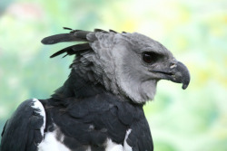 earthlynation:  Serious predator - Harpy Eagle by OldManTravels on Flickr. 