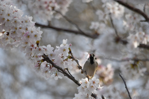 桜狩り