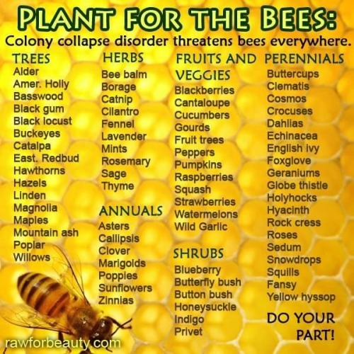 Plants for bees