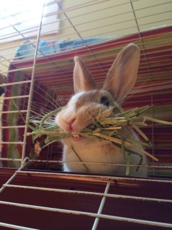 awwww-cute:  My bunny is really hungry, and happy