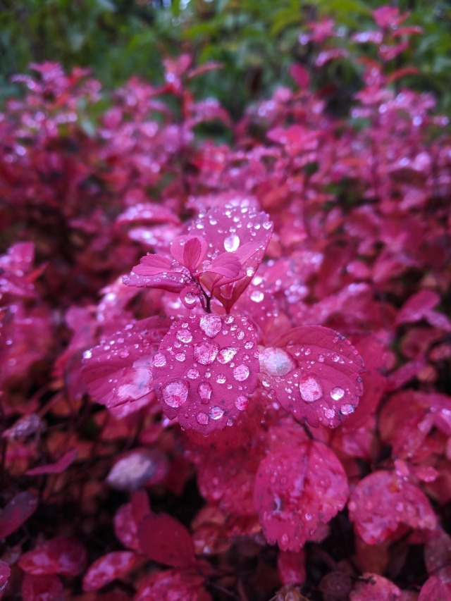 Water droplets on top of red leaves.