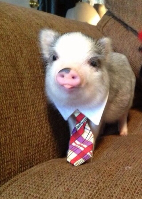 radicalmuscle:huskdawgzilla:you’re hired*5 months later*I regret hiring him. Have you seen his offic