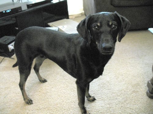 I swear, my little dogs are better antidepressants than my actual medications.  Is that crazy?&