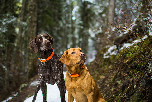 Trail Buddies by blue mountain thyme on Flickr.