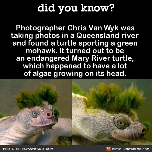 did-you-kno:  Photographer Chris Van Wyk was taking photos in a Queensland river and found a turtle sporting a green mohawk. It turned out to be an endangered Mary River turtle, which happened to have a lot of algae growing on its head.  Source