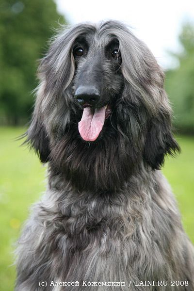 dumbass-bitch-disease:  tearlessrain:  tearlessrain:  tearlessrain: afghan hounds are such weird looking dogs it’s like if a politician’s wife made a fursona they come in exactly two flavors and they are “35 year old midwesterner who wants to sell