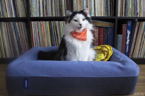 theoreocat: All ready for breakfast in bed with is new gift from Casper ️ 