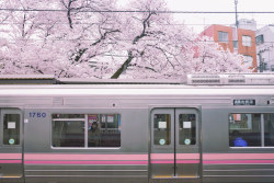 banshy:   Cherry Blossoms & Train //