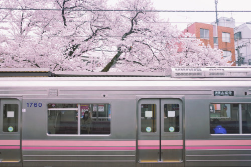 banshy:   Cherry Blossoms & Train // Gai  