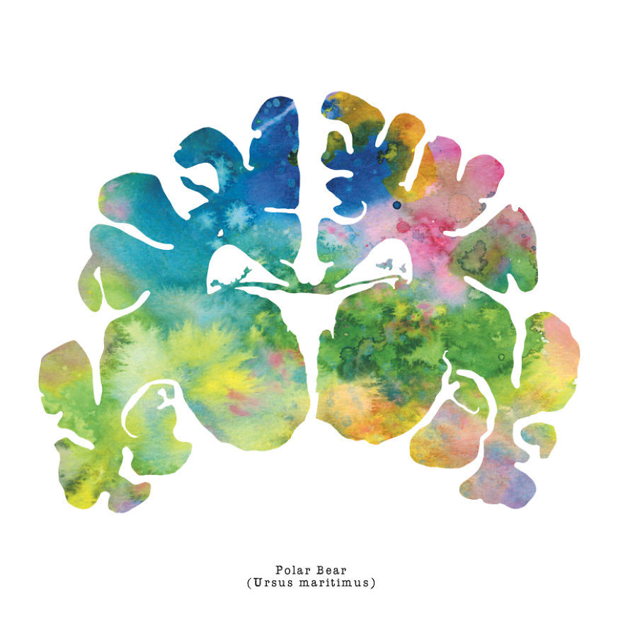 artagainstsociety:  Watercolor Animal Brain Paintings by J. Sayuri