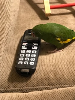 kermitthebird:  Yes, hello? This is birb