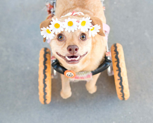 empyrean-princess:boredpanda:I Saved A Dog From Euthanasia And Now She Happily Runs In A Wheelchair 