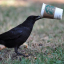 the-coffee-crow