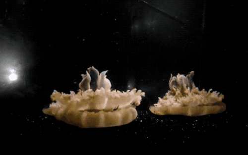 This Species Of Jellyfish Is The Simplest Organism Known To Nap, According To A New Study.