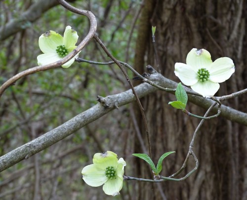 forsythiahill:The Daffodils are still hanging on but in the meantime, the Dogwoods have begun bloomi