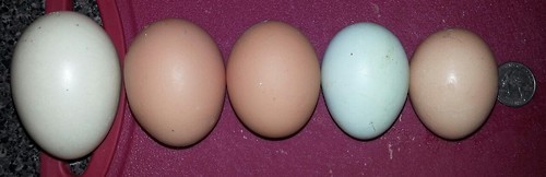 keeperofthehens:kedreeva:This is for my friends who were discussing eggs yesterday, and the differen