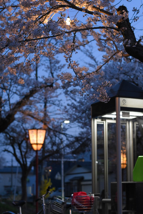 地元の桜も一気に満開近くになりました。昨日もいいお天気だったので仕事帰りに同僚とぶらりとお散歩へ。そしたら2年ぶり？かな？？いつも同じおばあちゃんが売ってるフレンチドックの屋台が出ていてなんだかうれし