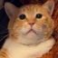 tullipipip