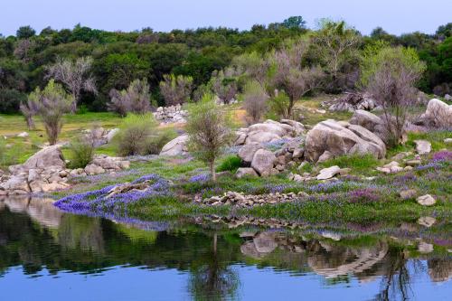 amazinglybeautifulphotography: Folsom Lake (in California) with lupine and vetch in bloom by the sho