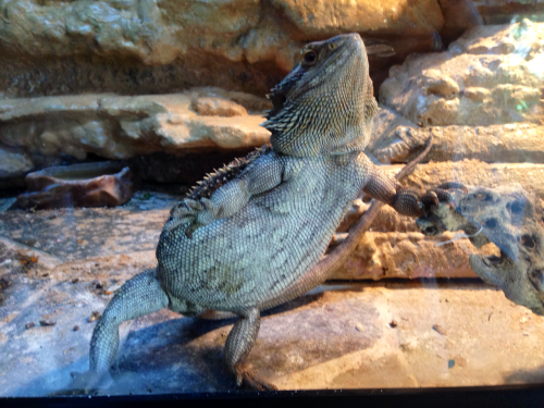 scalestails:sunfish-exotics:I’m trying not to turn this into a bearded dragon blog but Flapjack does