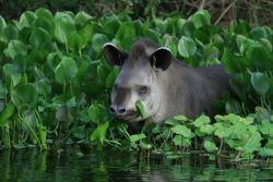 natgeotravel:  A tapir peeks at a photographer along