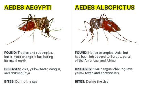 GROSS BUT HELPFUL: Use this field guide to identify mosquitoes that carry the Zika virusMosquitoes m
