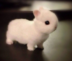 tiny-ghost-dance-parties:  awwww-cute:  Bunny