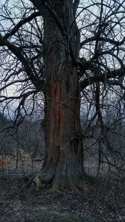 teratocybernetics:Pics from a walk around Heritage Trail, featuring one of a handful of decrepit far