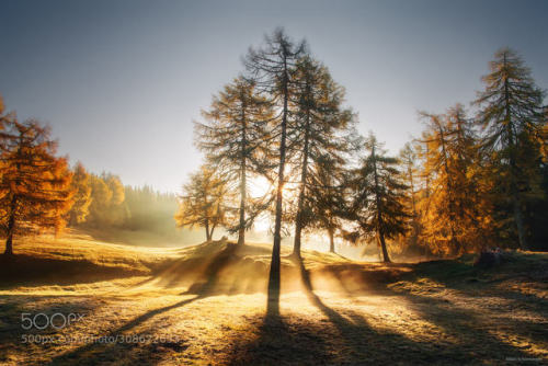 Larch Tree on Fire by kilianschoenberger