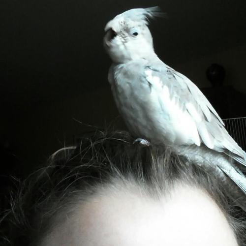 I miss my birbs. They were butts, but by golly, they were my butts.  My pillow scented butts. I