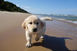 1-800-garbage:  nanalew:pup at da beach 