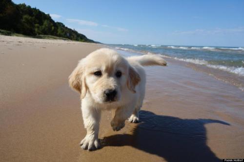 nakedwithshoes:nanalew:pup at da beachcan’t not reblogSO PRECIOUS