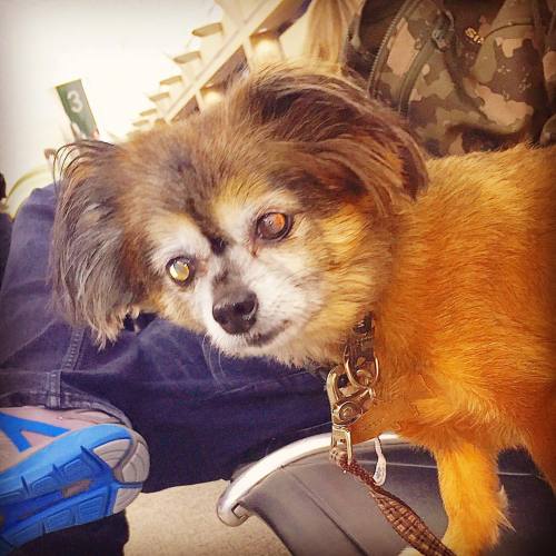 Dog ready to board plane #timetoflyhome #lovedogs #imcute #dogs #littledog #woof #pooch #orangecount