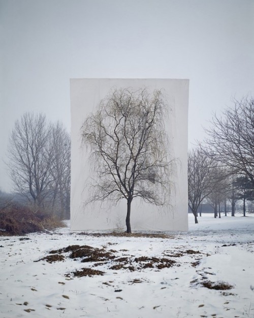 escapekit:TreeSouth Korea-based artist Myoung Ho Lee frames trees to create beautiful natural p