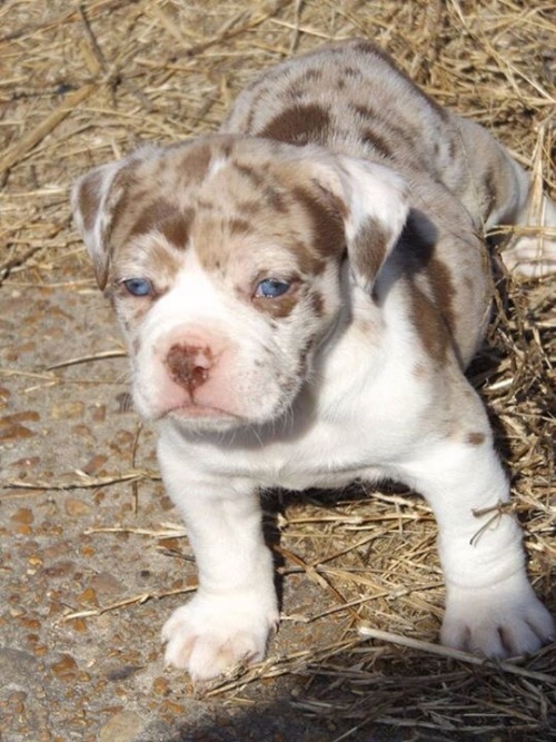 handsomedogs:The newest addition to the family. Her name is Tilly and she is a Alapaha Blue Blood
