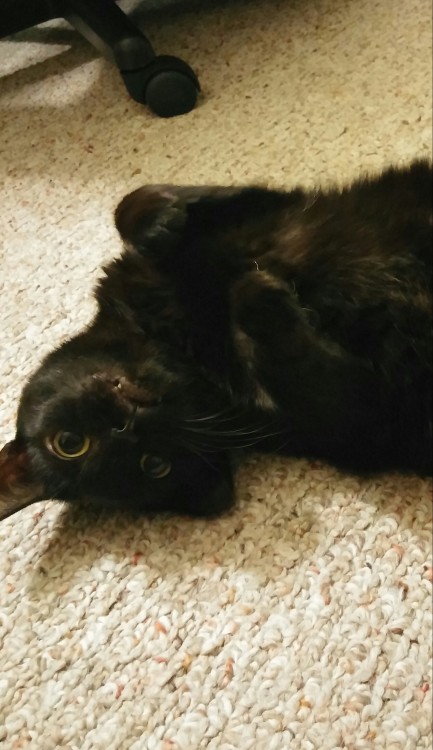 mostlycatsmostly:My Halloween kitty (submitted by blazethevampire)