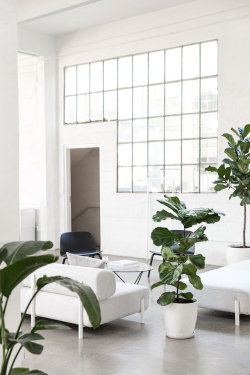 mejuki:everlane office