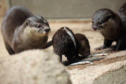 dailyotter:
“So Who’s Going to Tell Him About the Fish on His Rump, You or Me?
Via Beginners Blog Otter
”
Happy Monday!