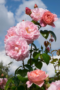 oldandenglishroses:Strawberry Hill, English Rose